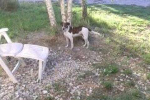 Rocky in giardino
